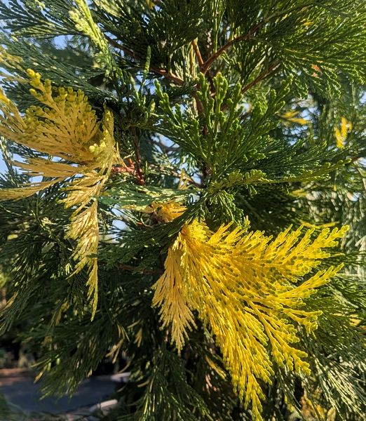 Libocedrus decurrens 'Aureovariegata' 25lit.